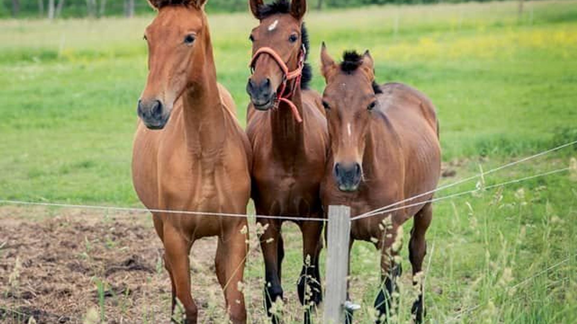 Nibriai Stud Farm