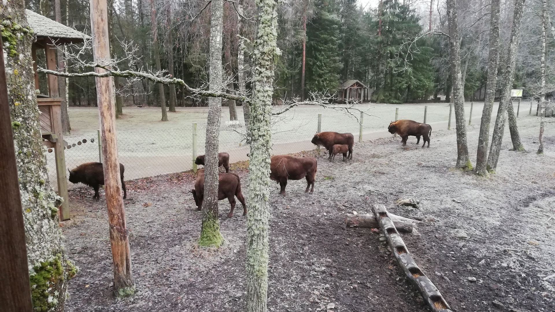 Bison Paddock of Pašiliai