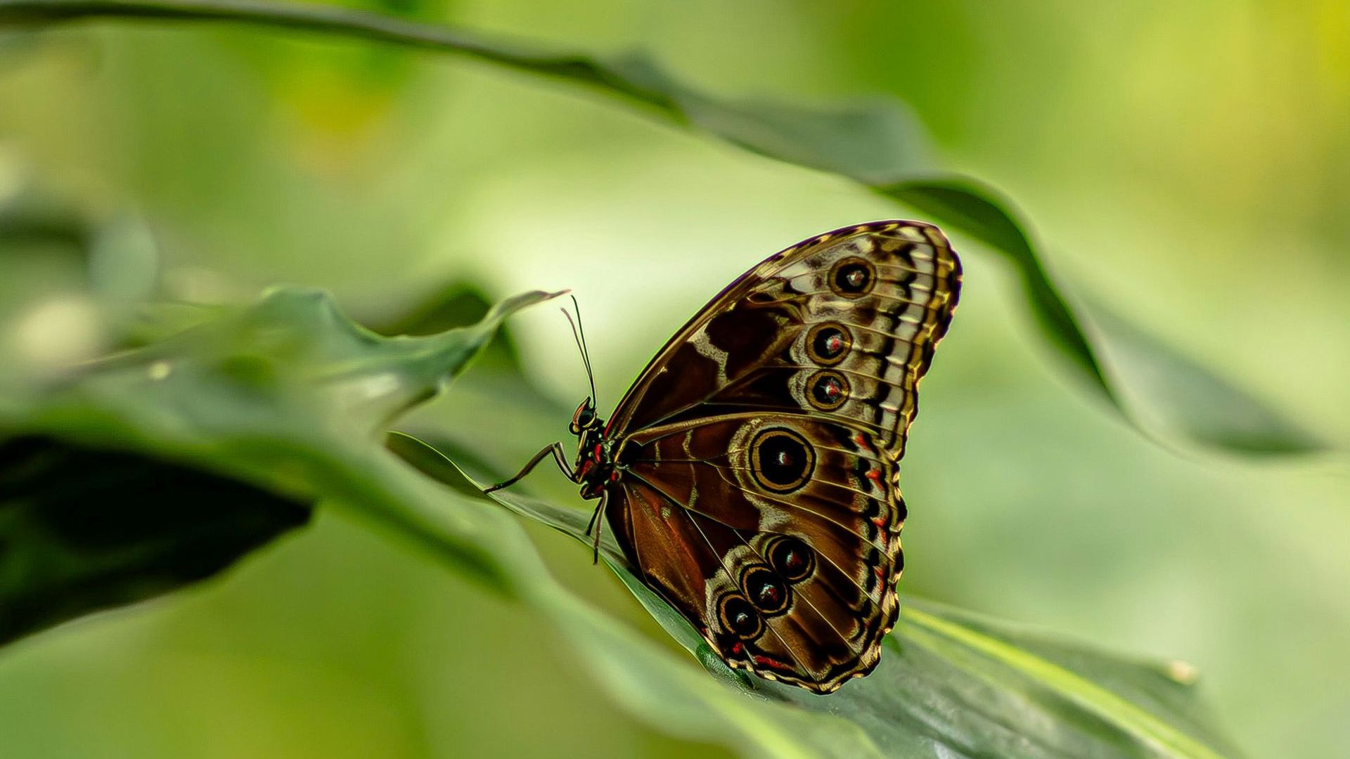 Exhibition of Tropical Butterflies