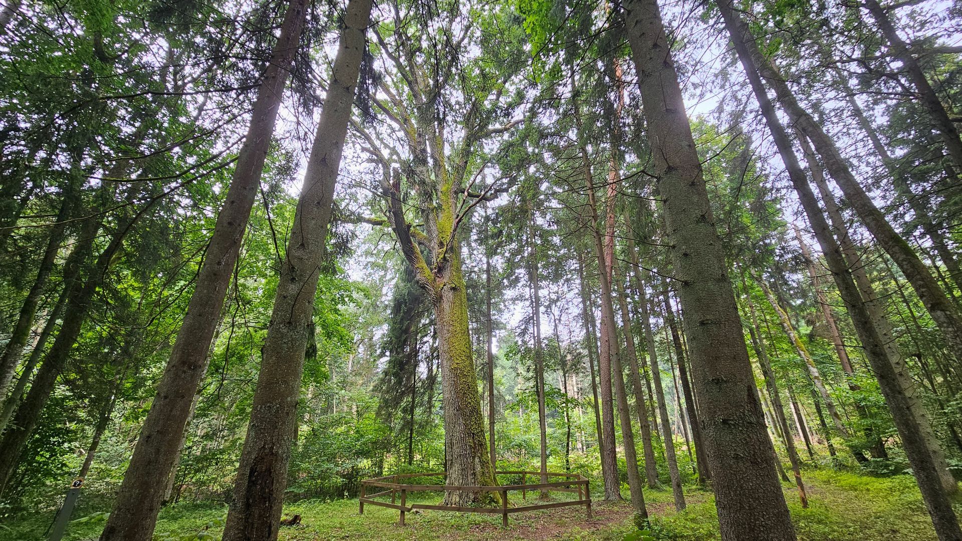 Vaigeliškės Oak