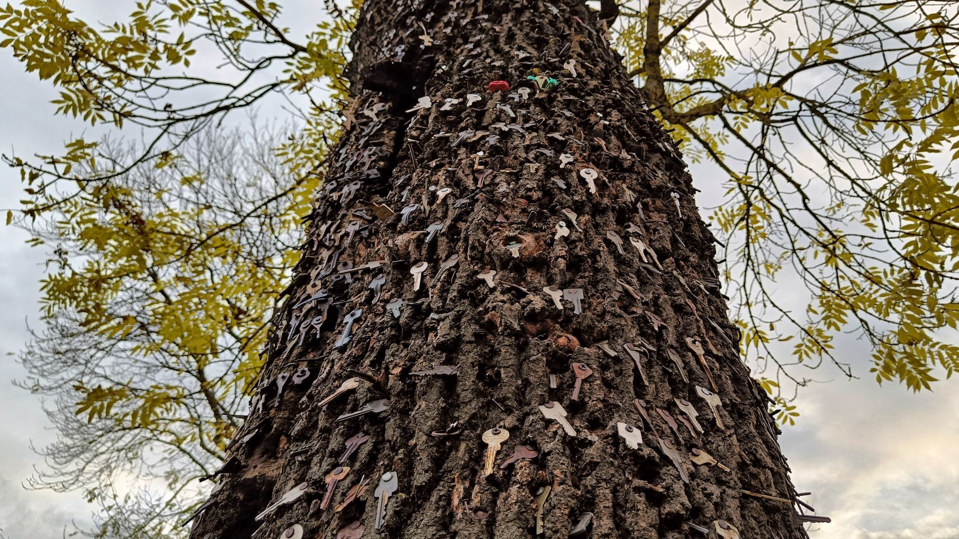 Ash Tree of Keys