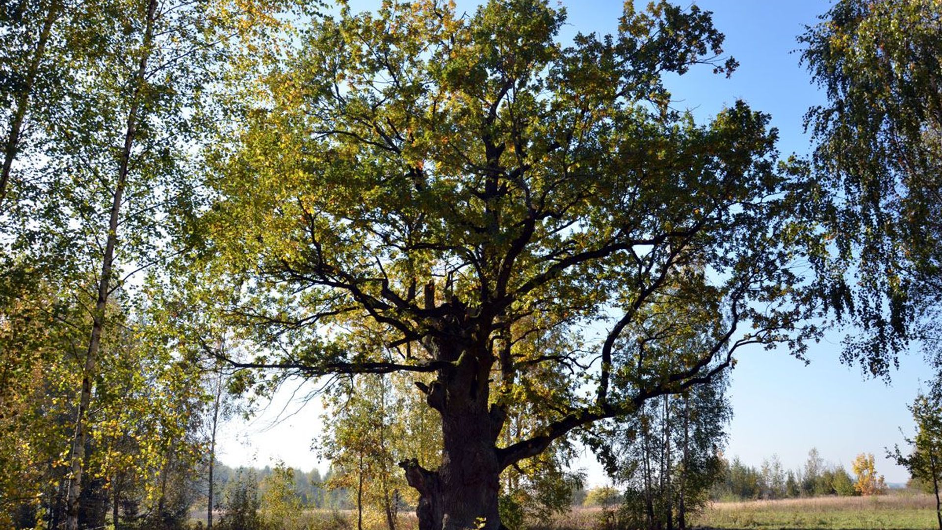 Karvelių ąžuolas