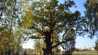 Karveliai Oak