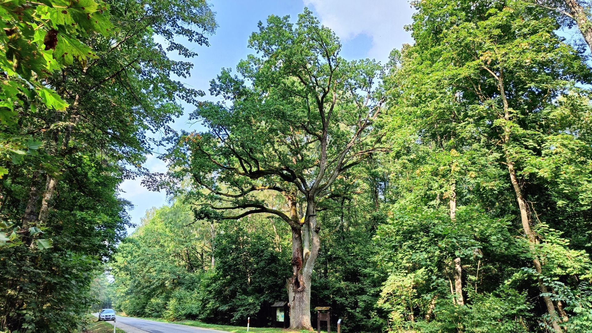 Širvintas Oak