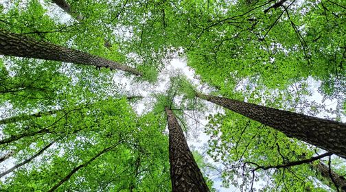 Highest Lithuania Tree