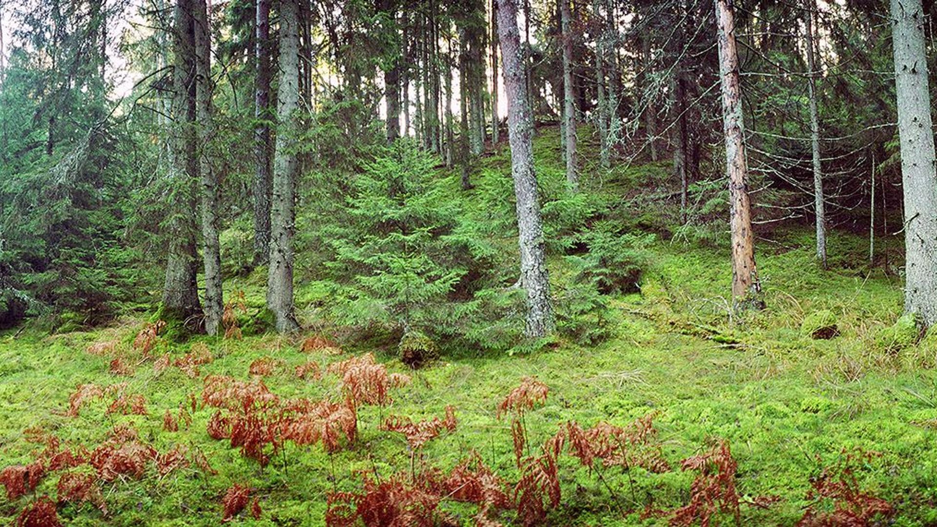 Gabriejolė Mound