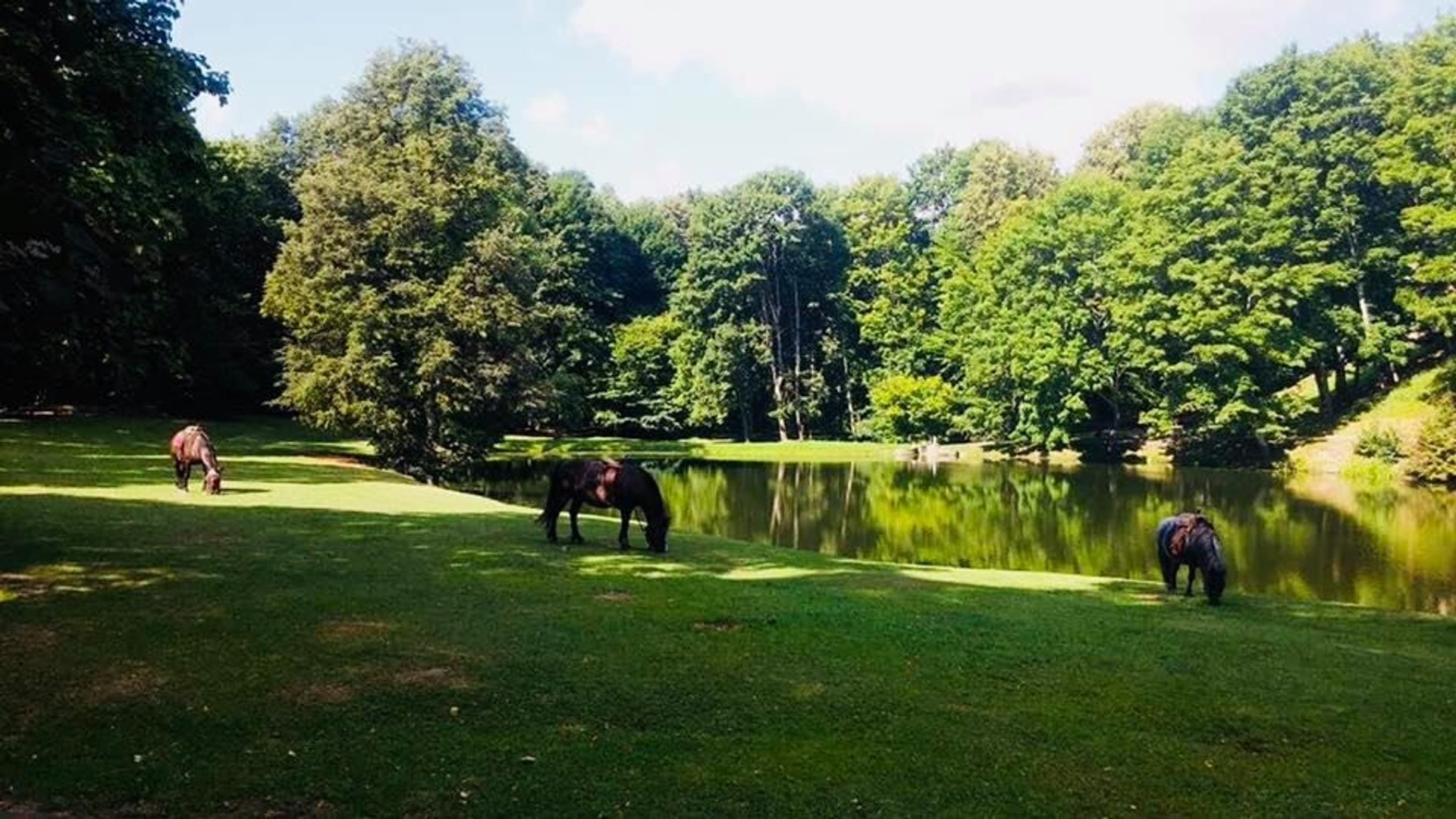 Arūnas Stud Farm