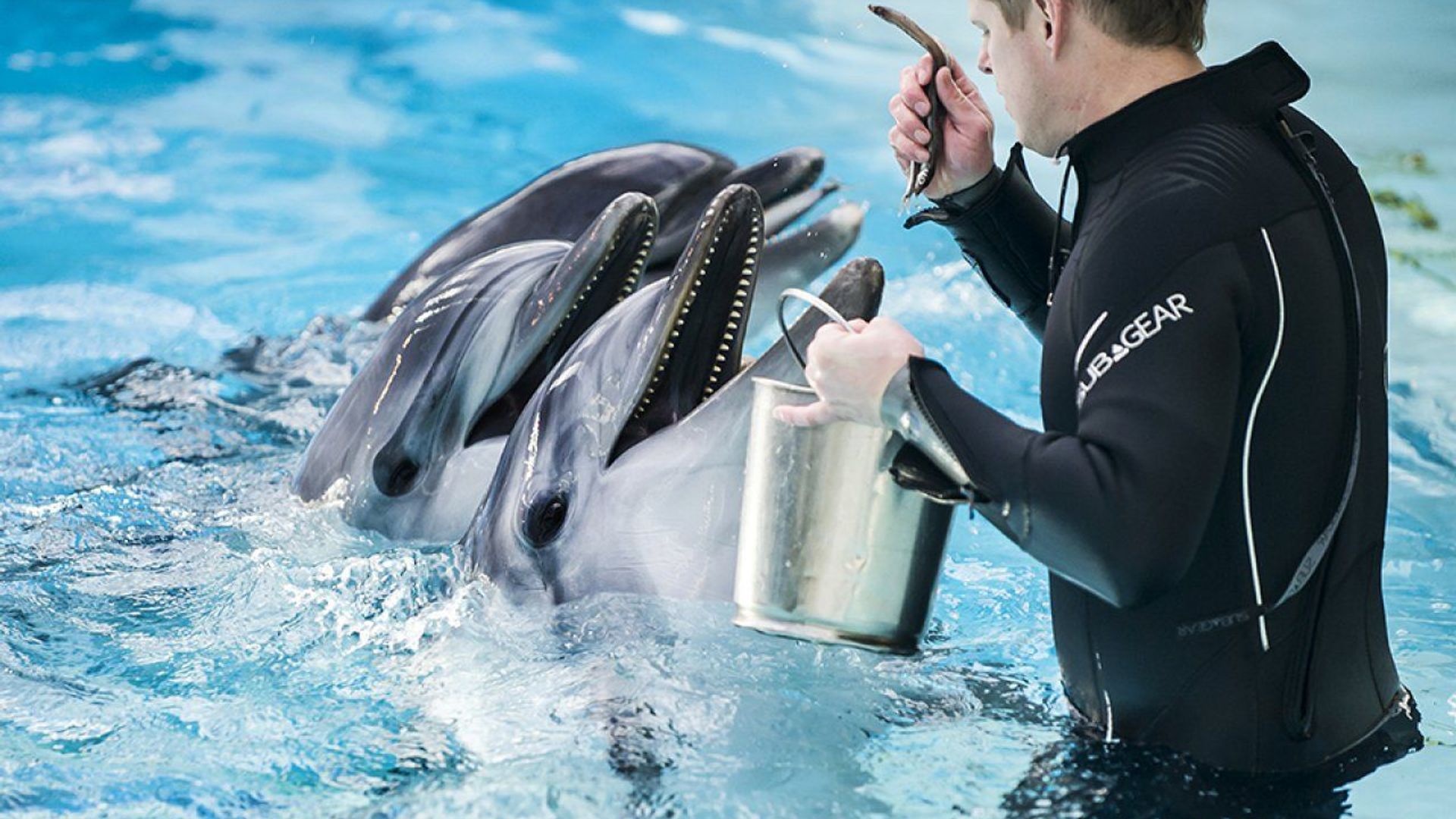 Dolphinarium