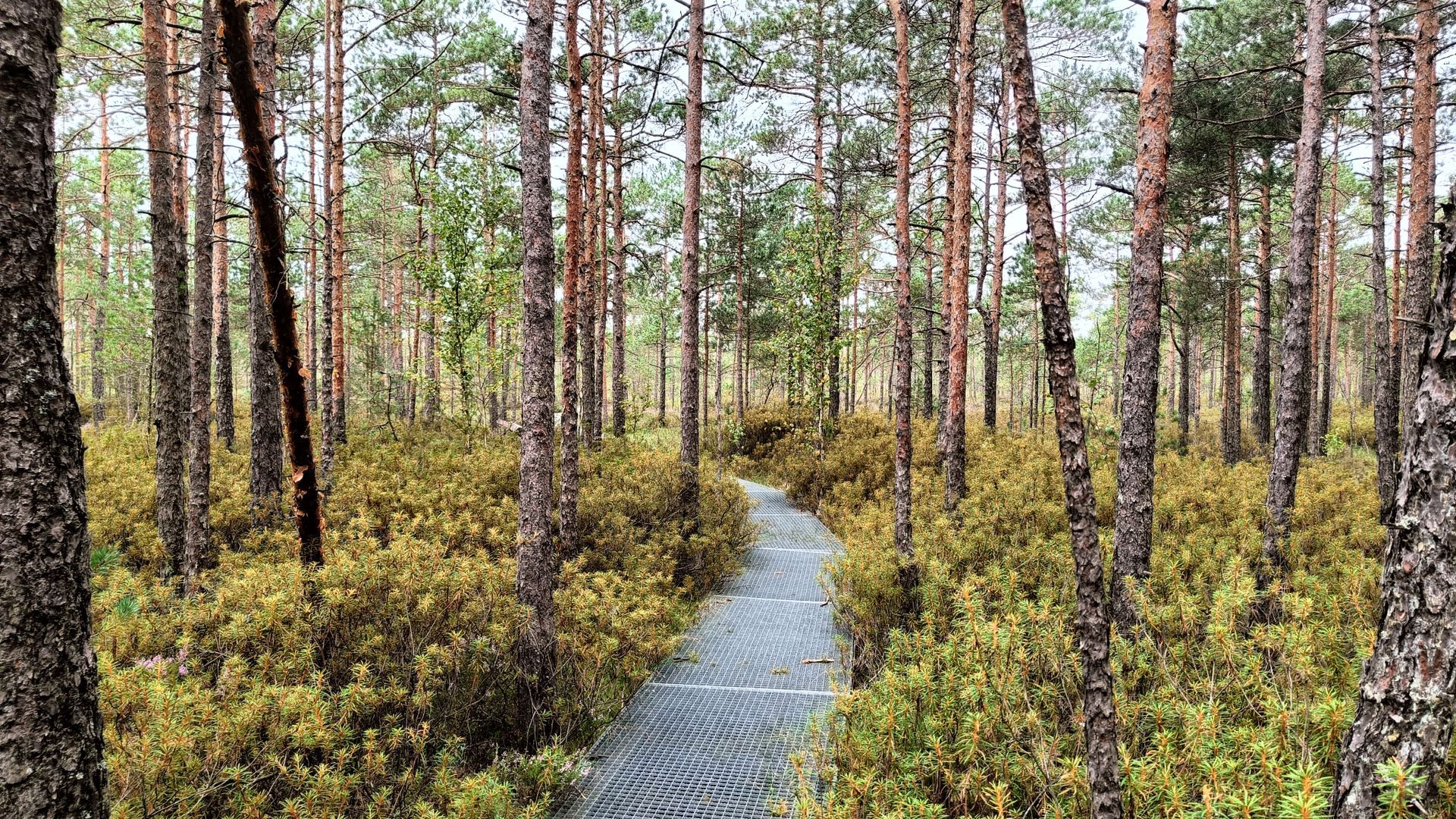 Cognitive trail of Viešvilė reserve