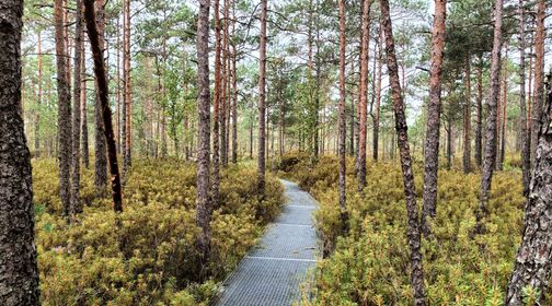 Cognitive trail of Viešvilė reserve