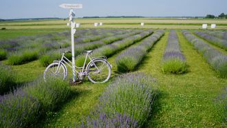 Lavender Farm