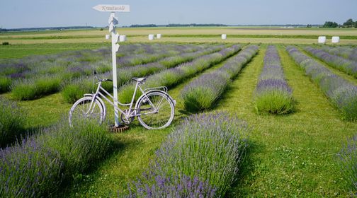 Lavender Farm