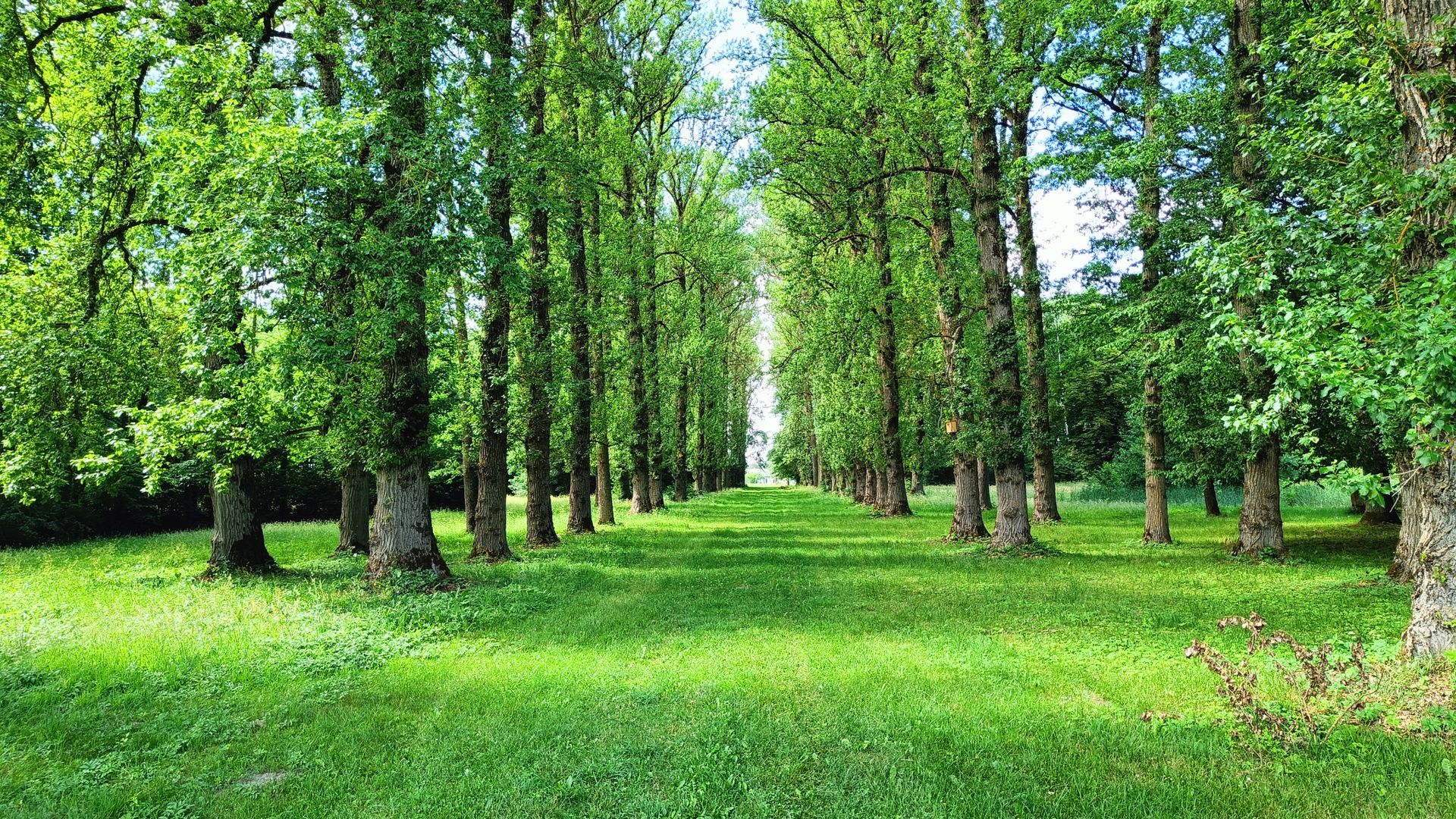 Balzaminių tuopų alėja