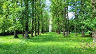 Alley of Balsam Poplars