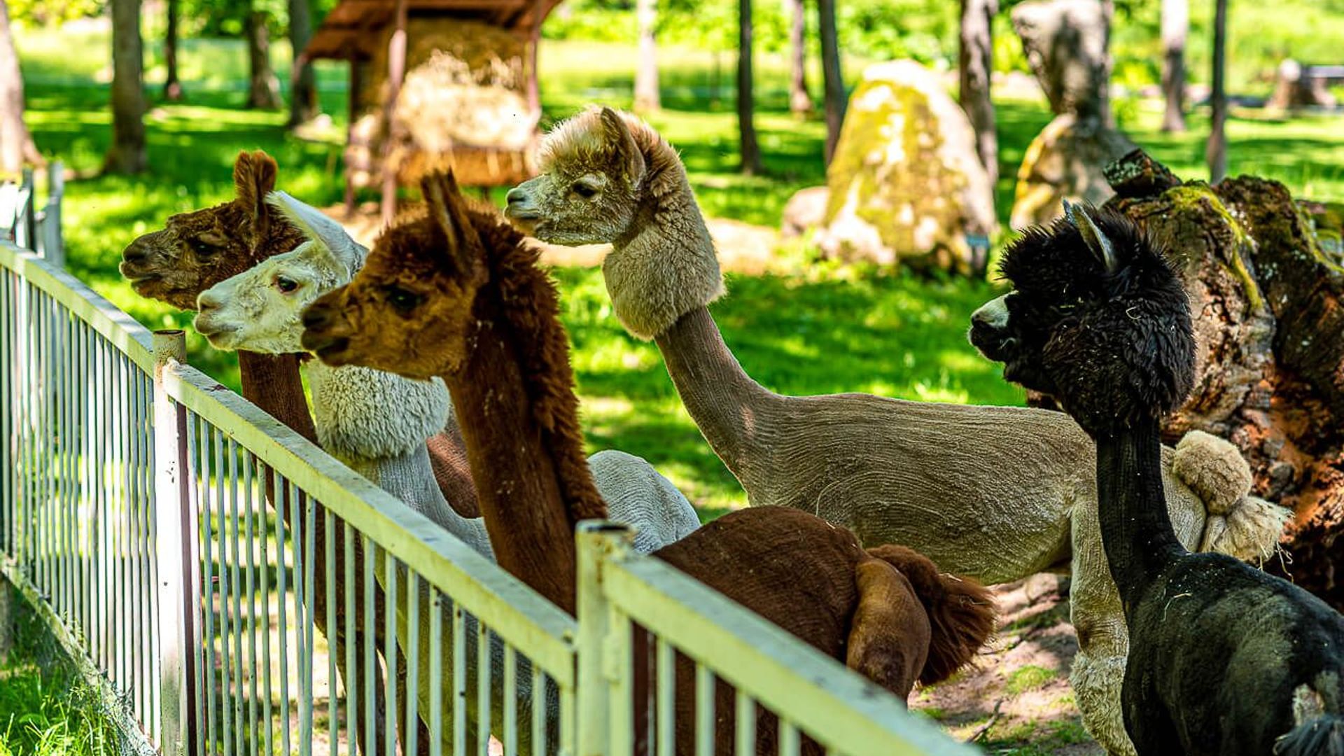 Taujėnai Manor Park Zoo