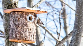 Nesting-box Museum