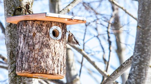 Nesting-box Museum