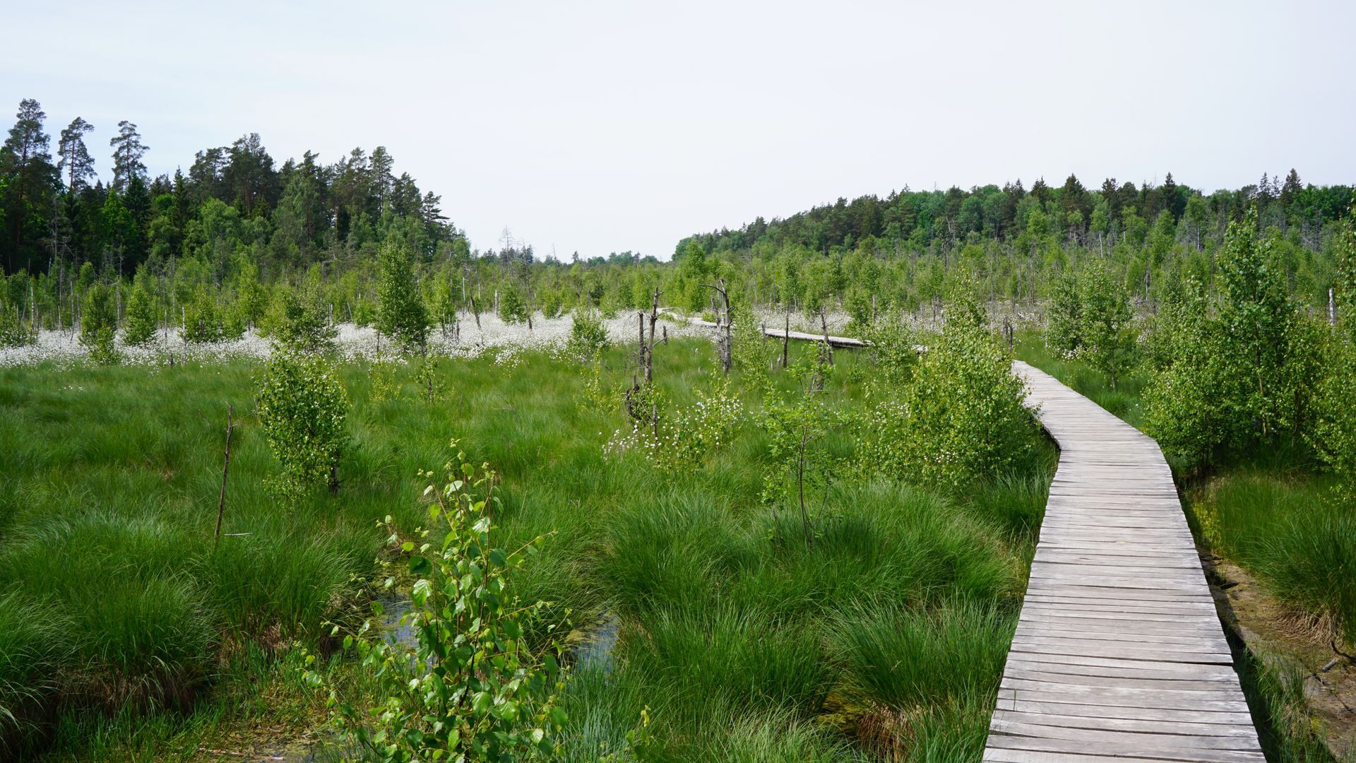 Cognitive Trail of Dubrava Reserve