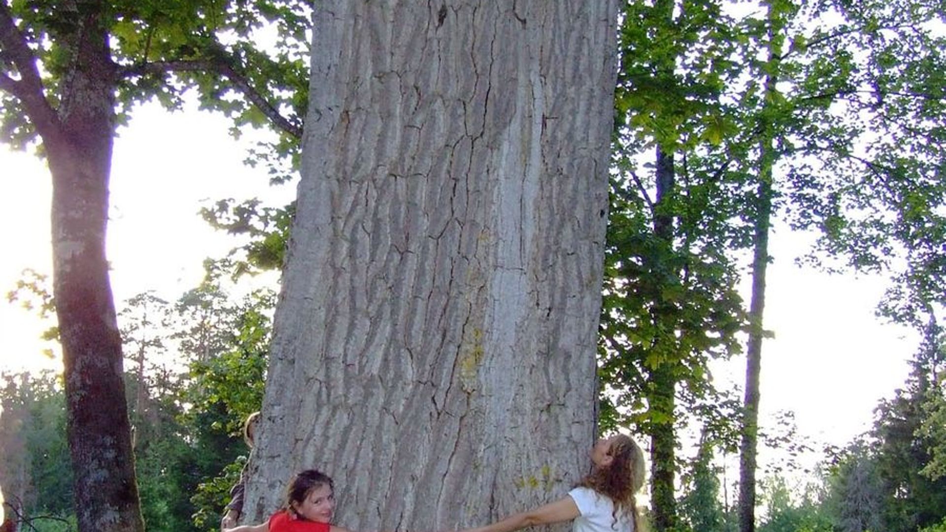 Punia Forest Oak