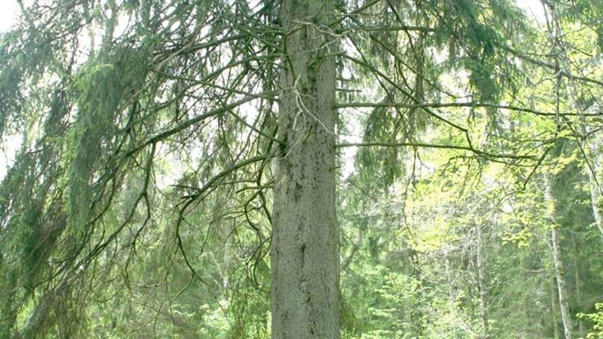 Renavas Thick Spruce
