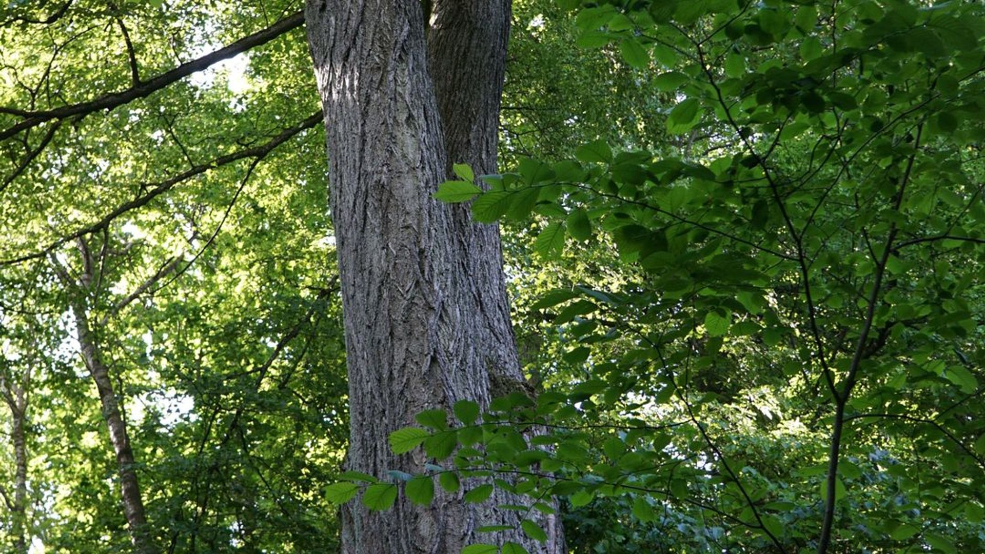 Žiegždriai Linden