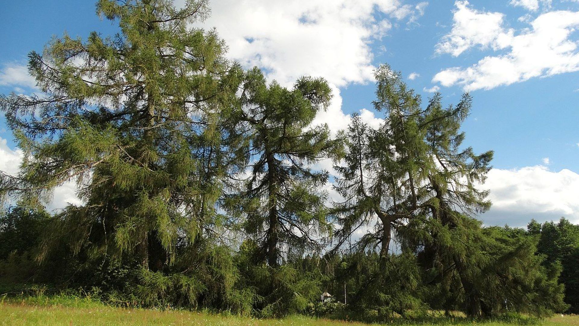 Januliškis Silver Larch