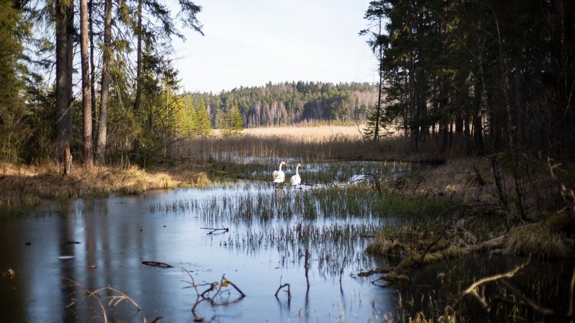 Juodlė Cognitive Trail