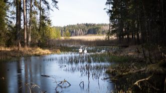 Juodlė Cognitive Trail