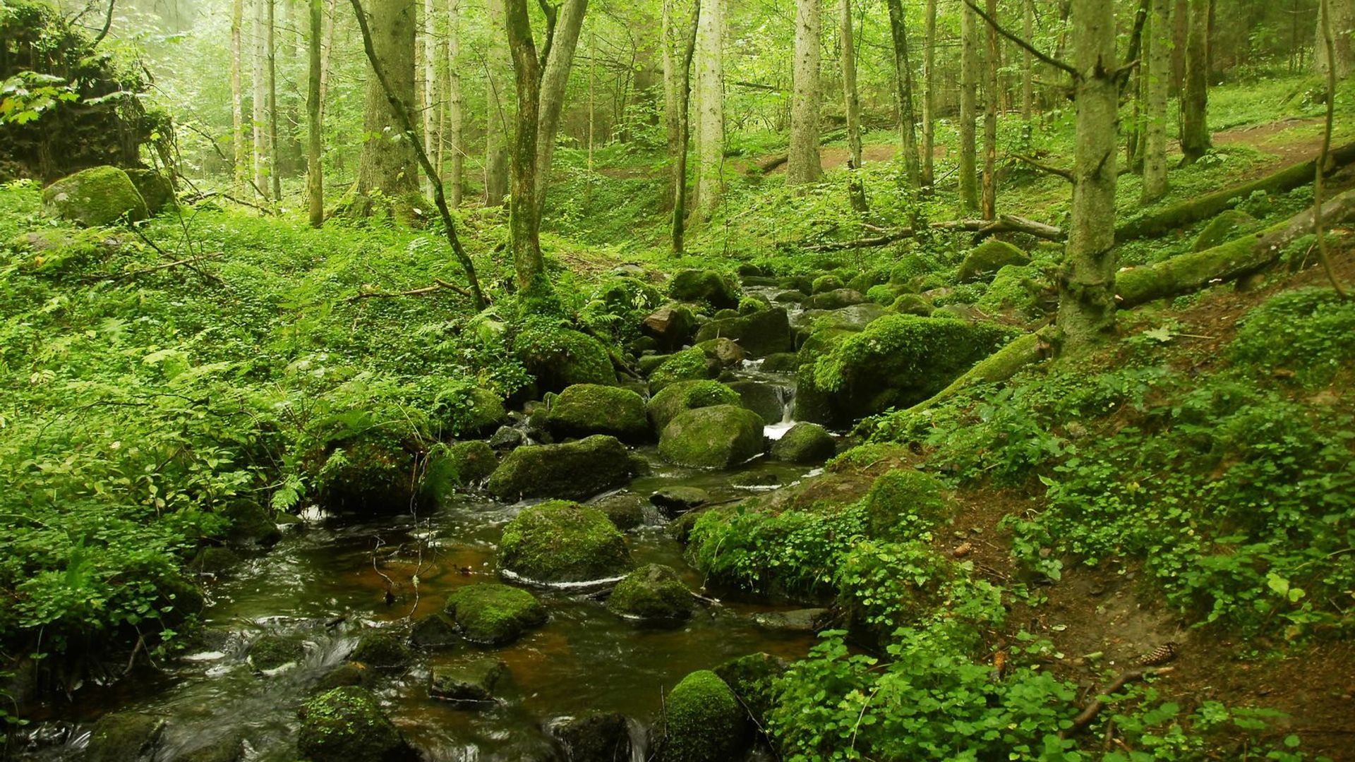 Lopaičių pažintinis takas