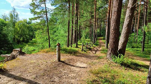 Forest Trail A Word to a Friend of the Woods