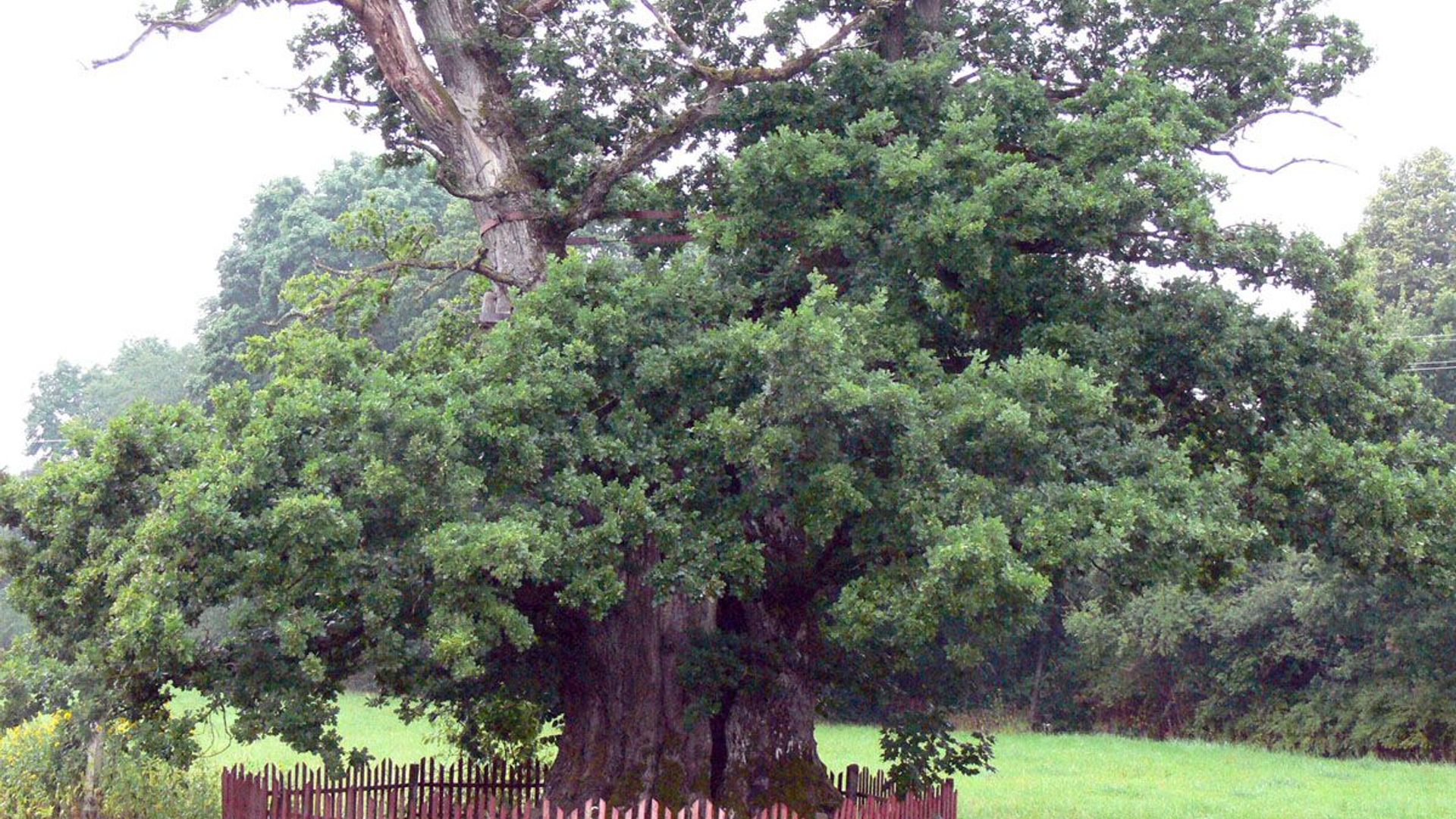 Mingėla Oak