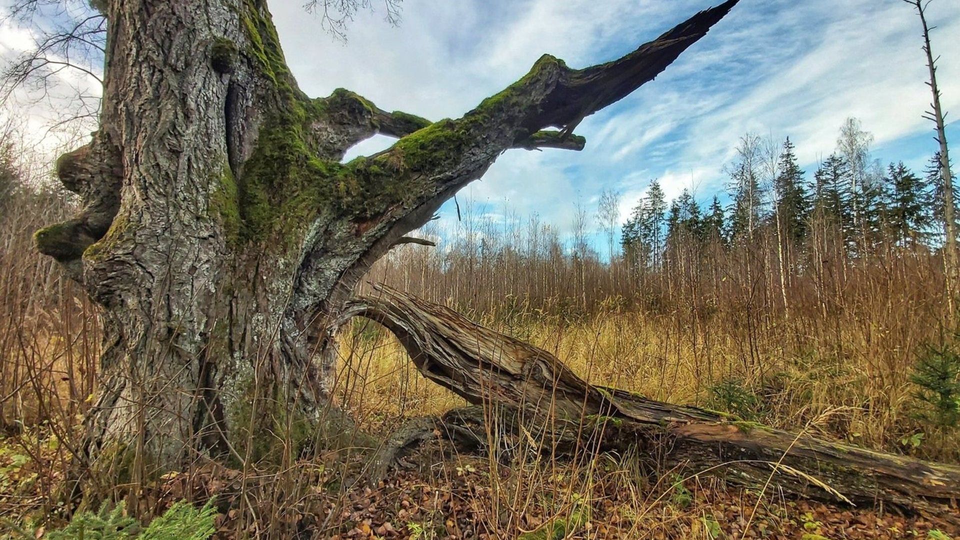 Pusbaublių liepa