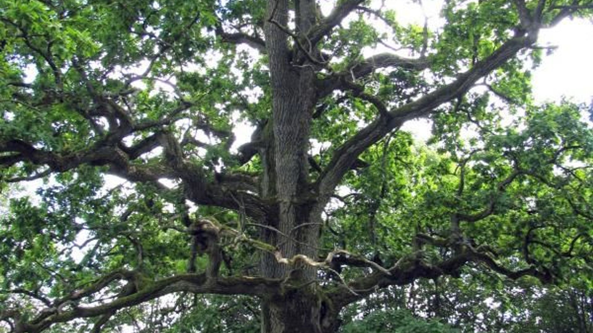 Andriejaičiai Oak