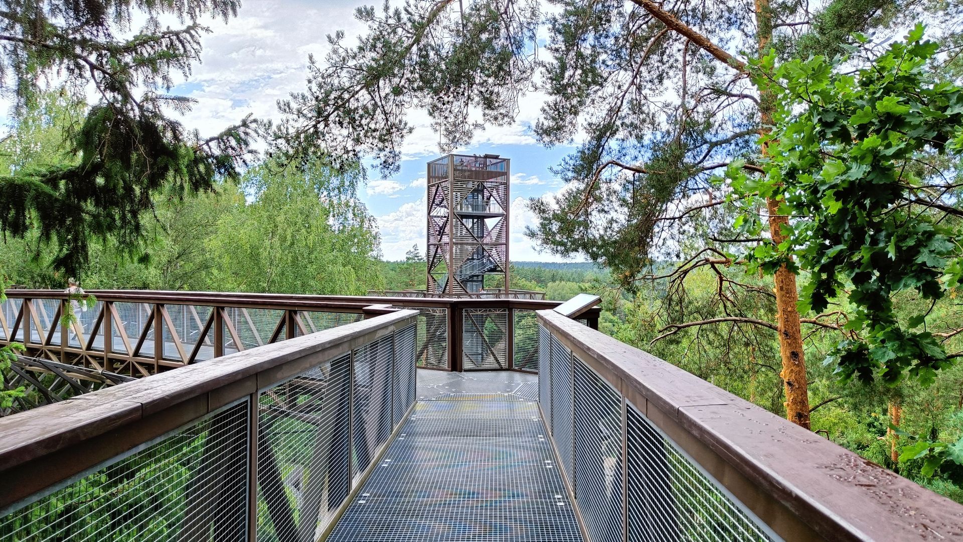 Treetop Walking Path