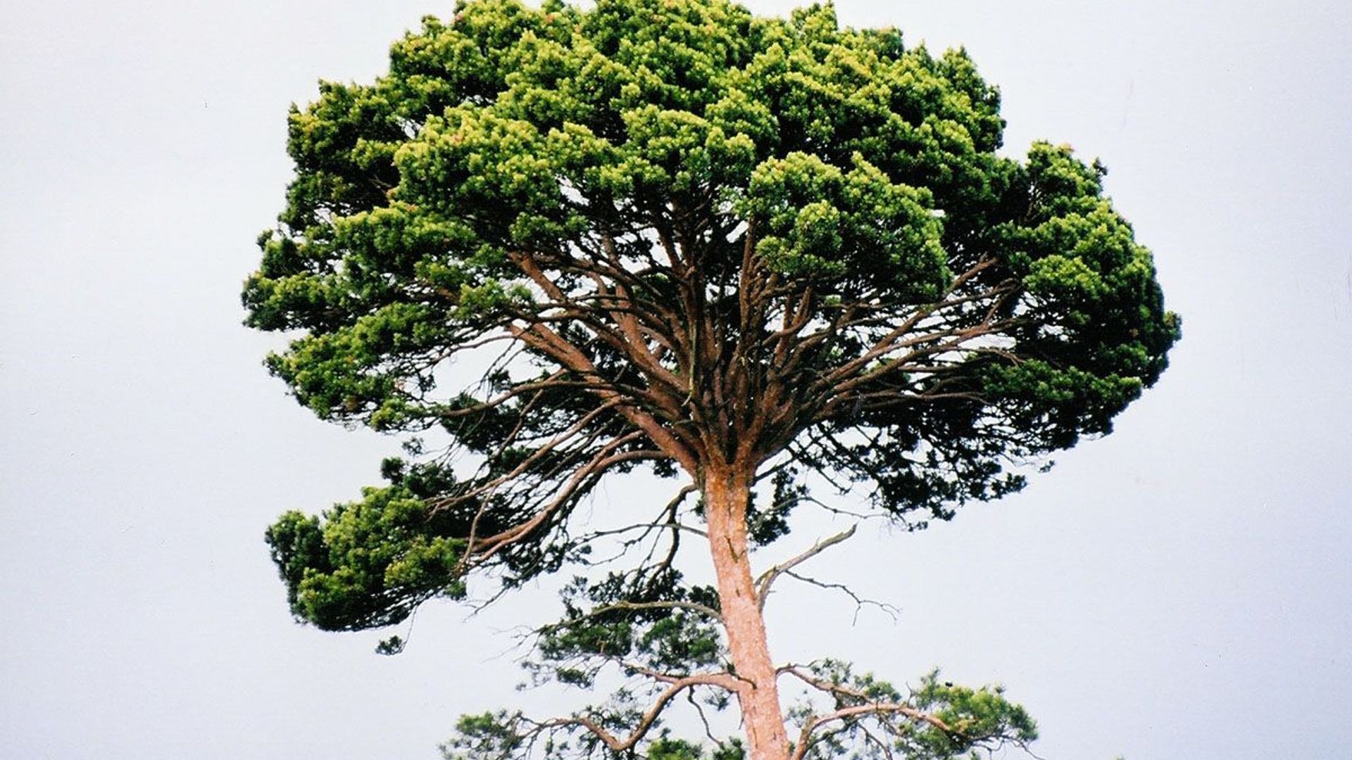 Pine Witch Broom