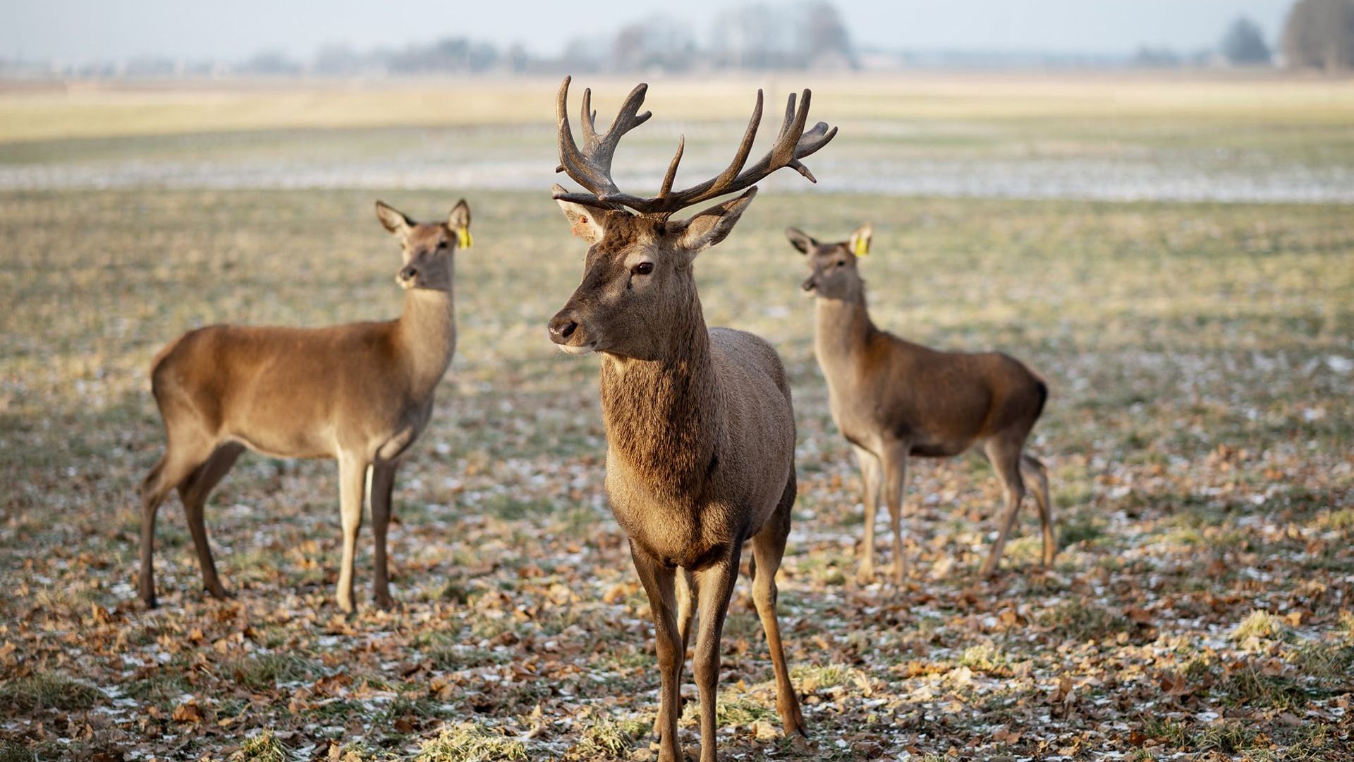 Margava Valley Deer Farm