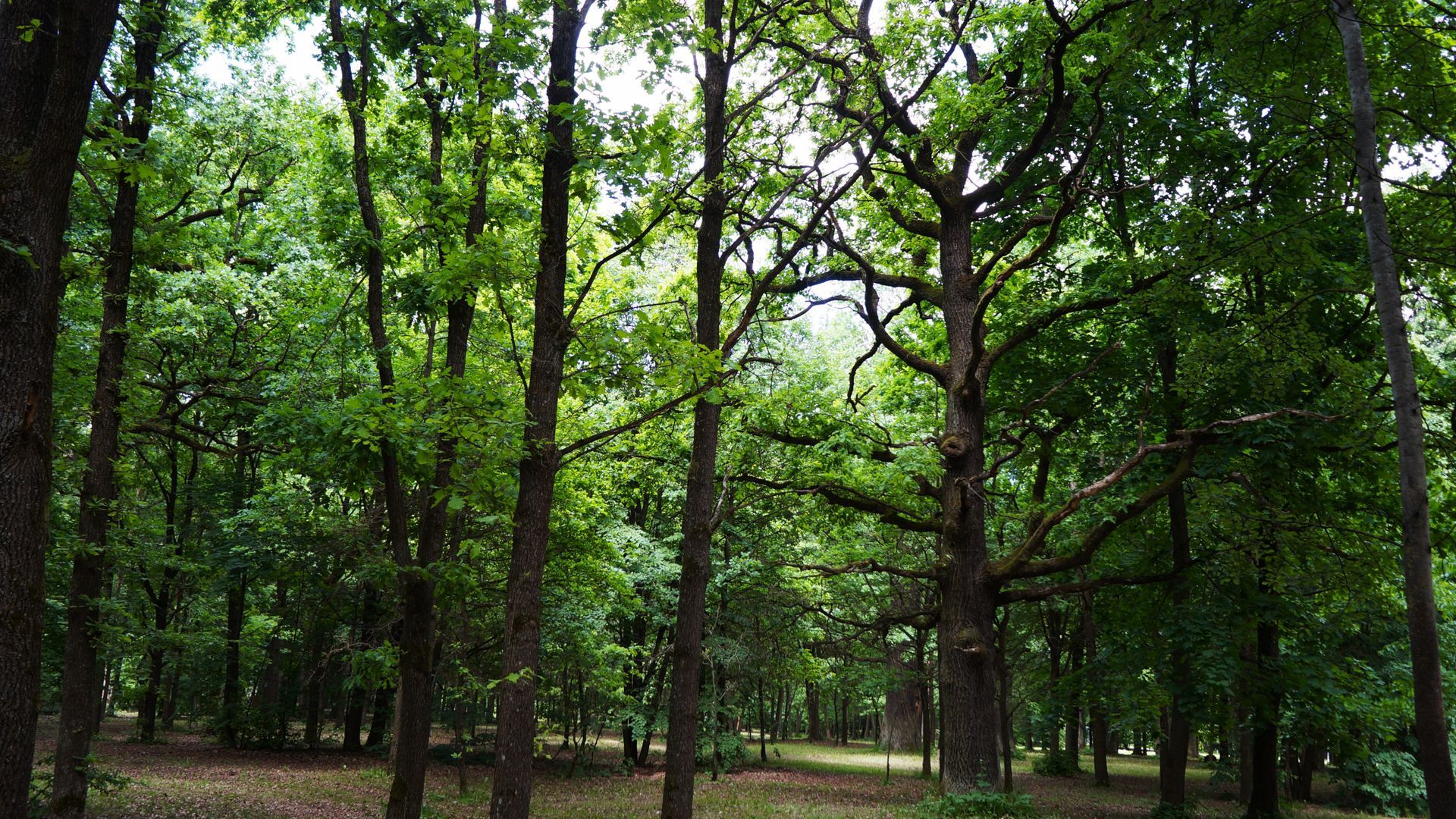 Kauno Ąžuolyno parkas