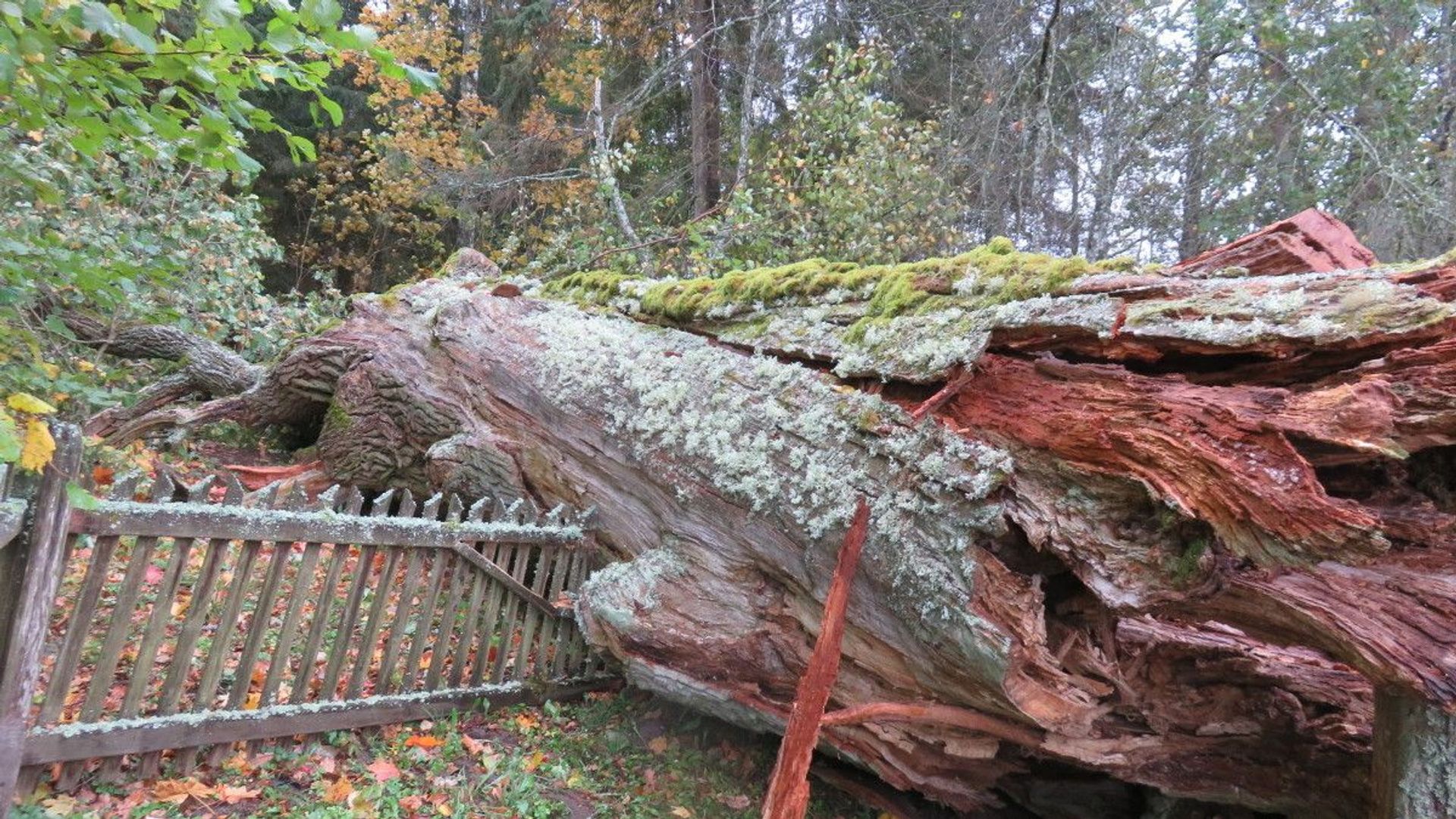 Heir of Trainiškis Oak