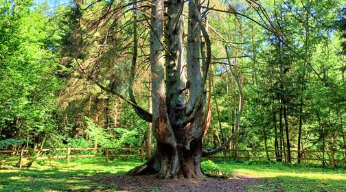 The Witch Spruce