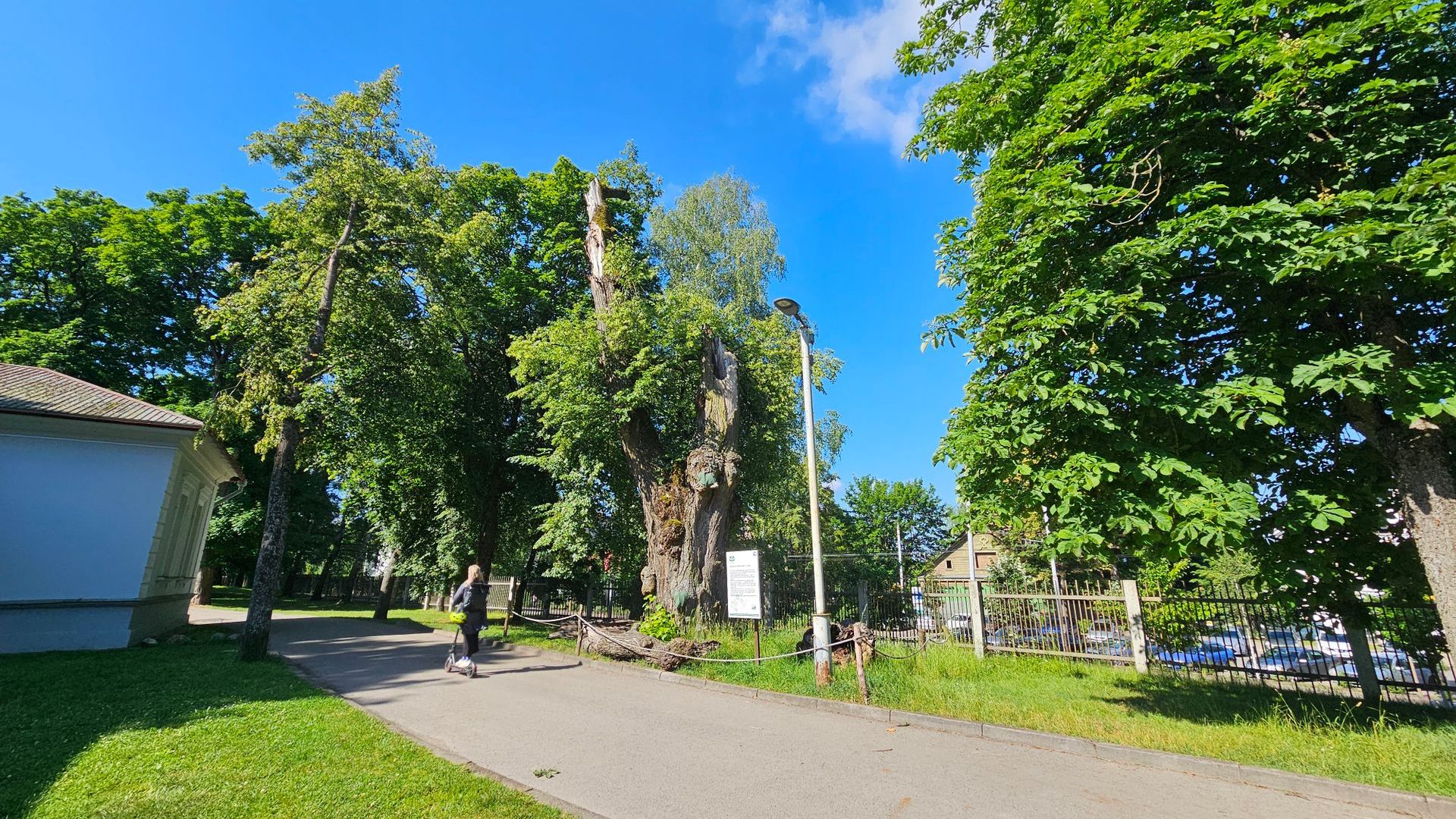 Oldest Linden Tree in Vilnius