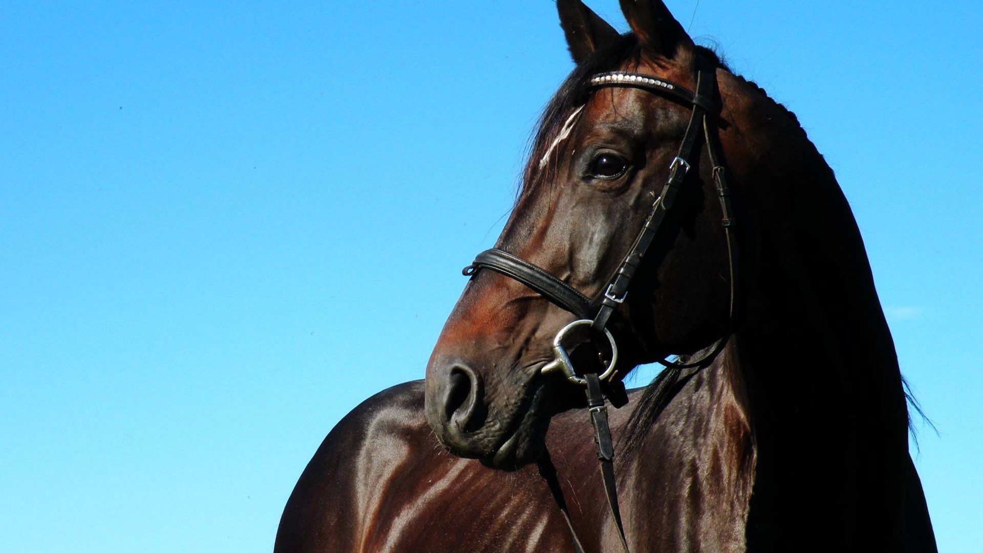 Equus Stud Farm