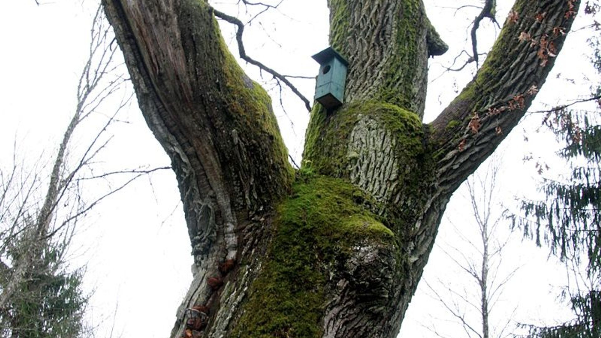 Alkūnai Oak