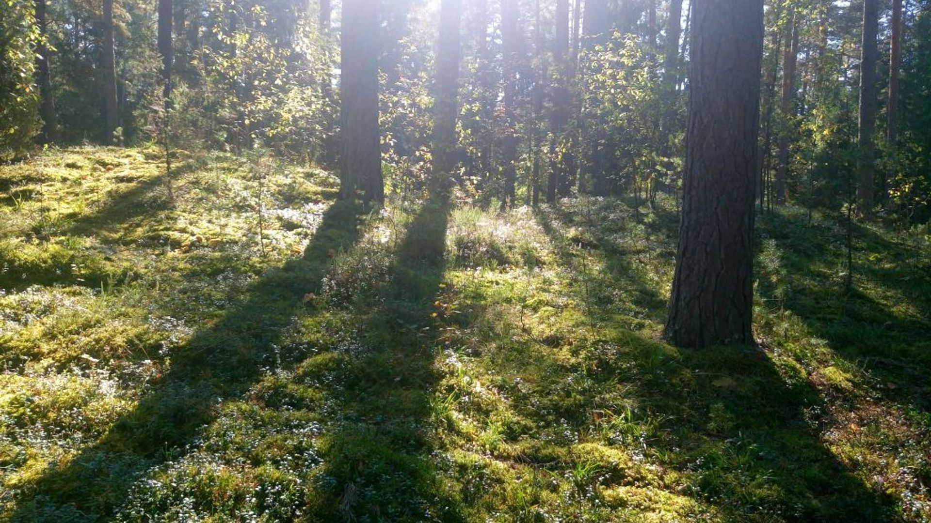 Rūsteikiai Burial Ground