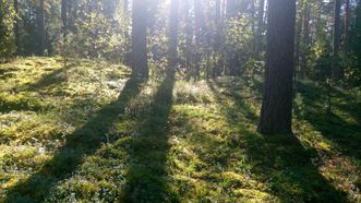 Rūsteikiai Burial Ground