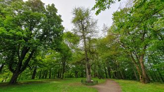 The Oldest Ginkgo Biloba Tree in Lithuania