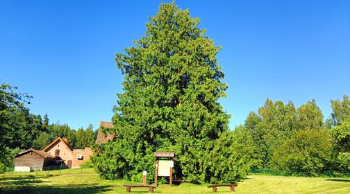 The Great Thuja of Kintai